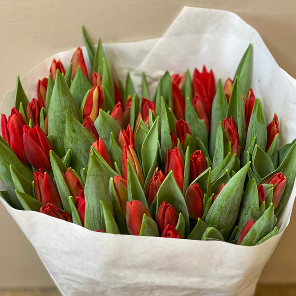 Tulip - Red First Star - Bundle of 50 stems