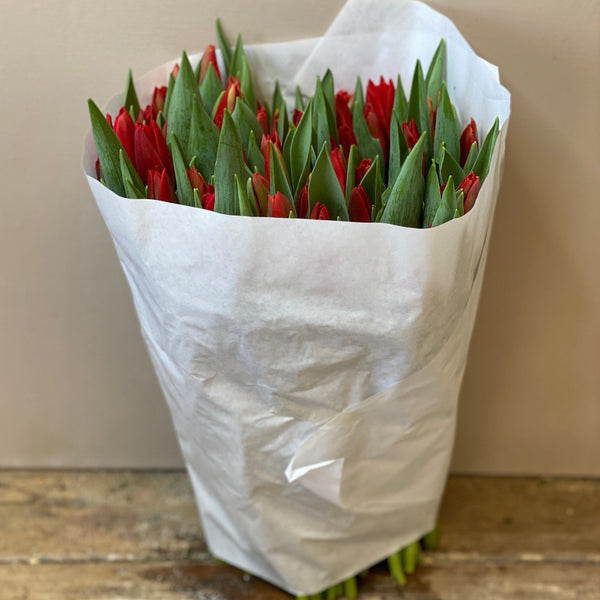 Tulip - Red First Star - Bundle of 50 stems