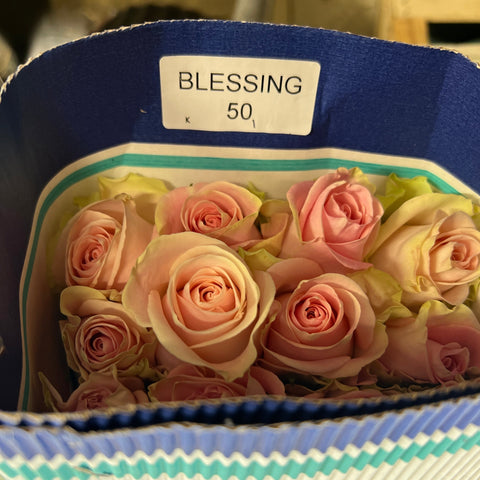 IMPORT ROSE - Pink Blessing 50cm 10 stems