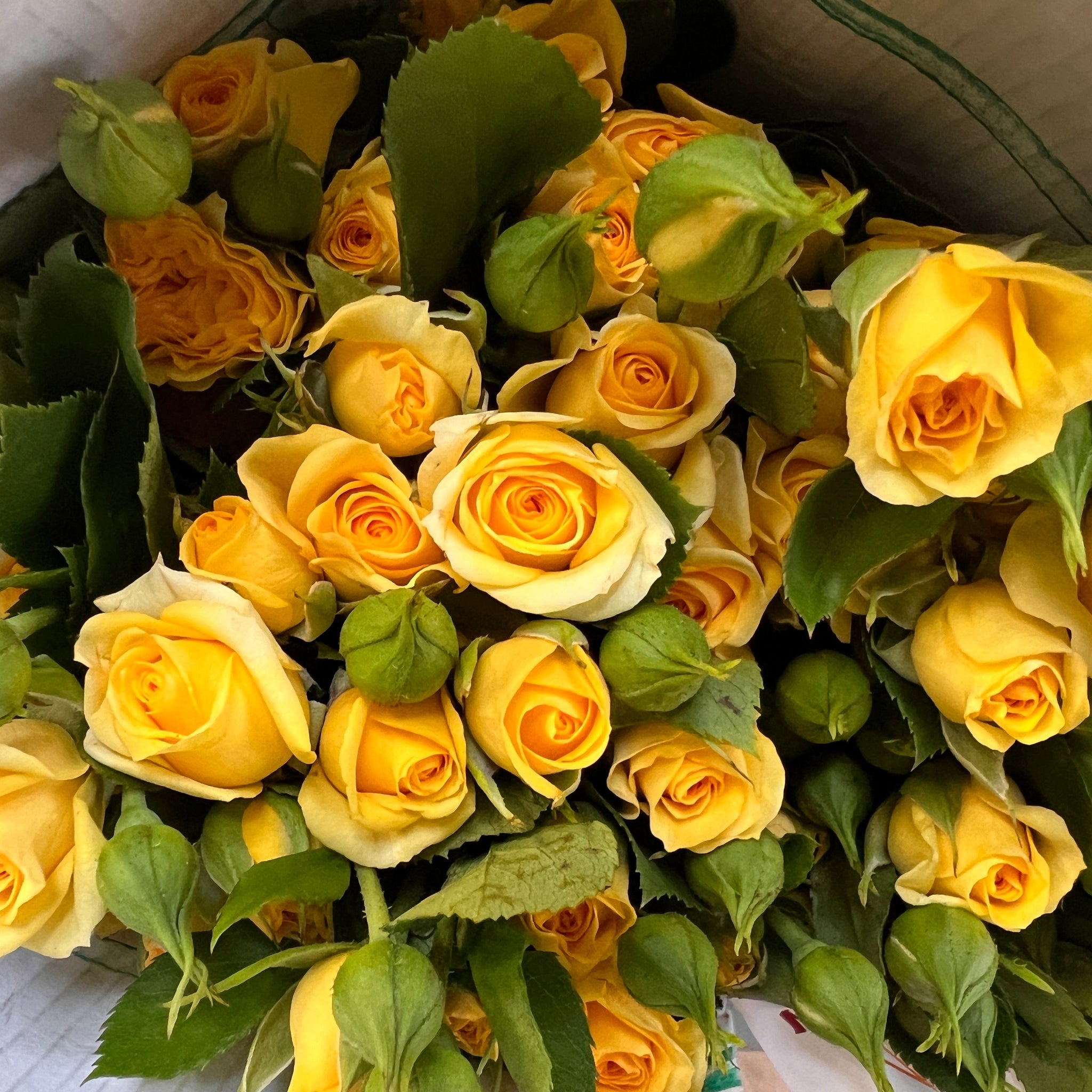 IMPORT - ROSE Spray YELLOW 60cm 10 stems