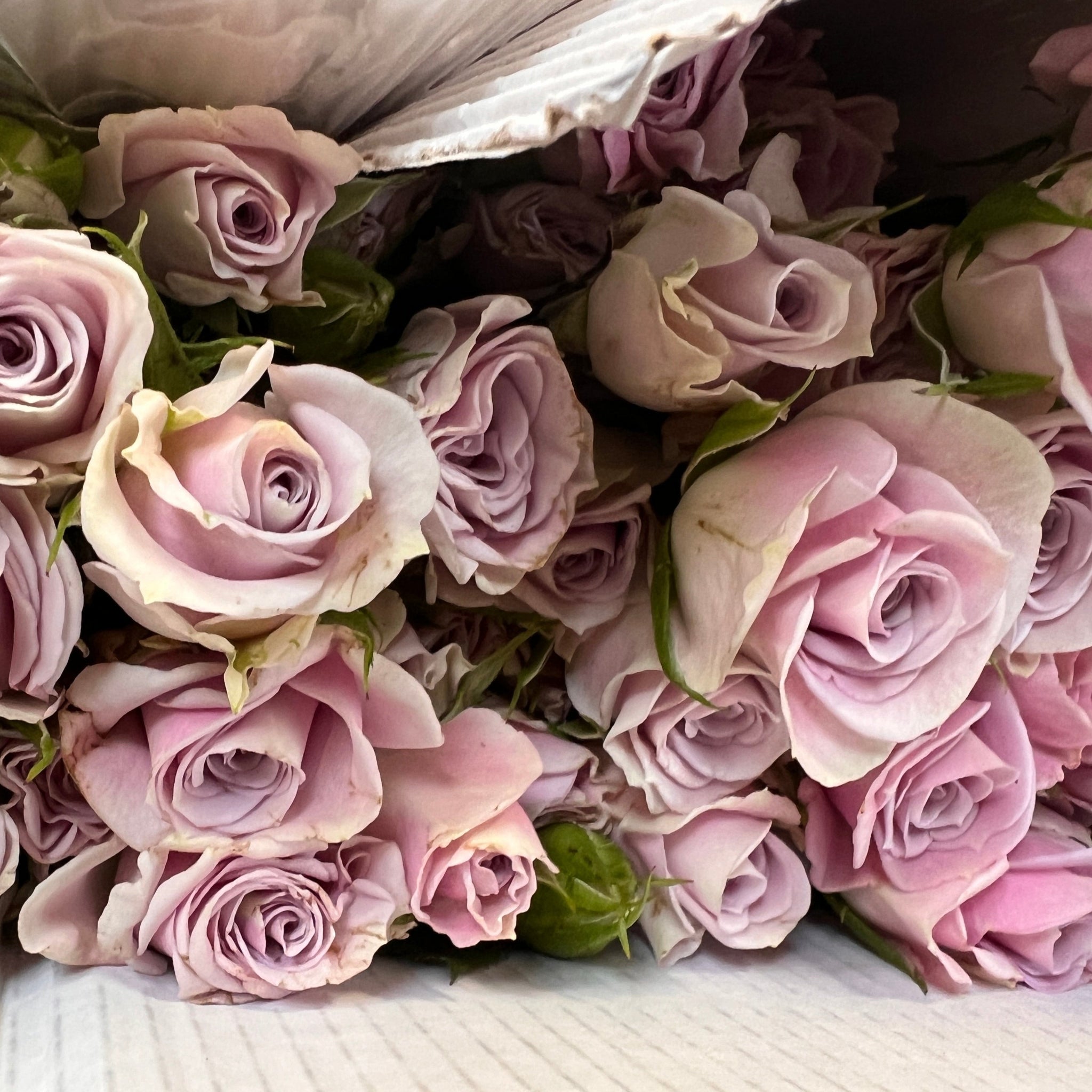 IMPORT - ROSE Spray LILAC 60cm 10 stems