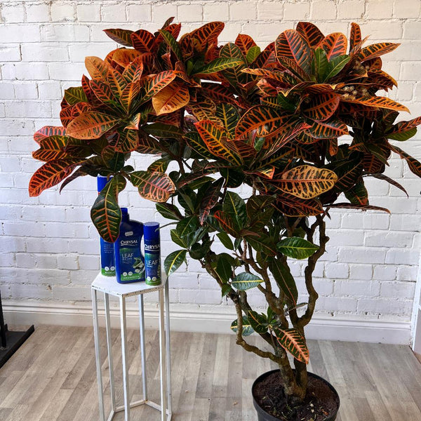 Indoor Plants - Croton Petra Branched 5L