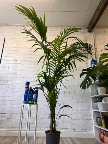 Indoor Plants - Kentia Palm 10L