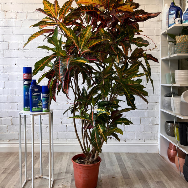 Indoor Plants - Croton Petra Branched 5L