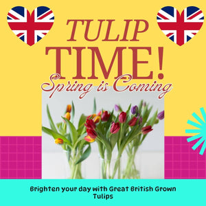 FARM SHOP Tulip 6 bunches x 8 Stems