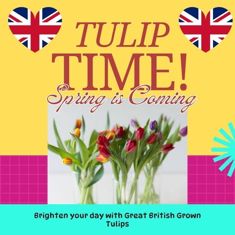 FARM SHOP Tulip 6 bunches x 8 Stems