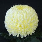 Chrysanthemum Blooms - Misty Cream*BOX OFFER 30*