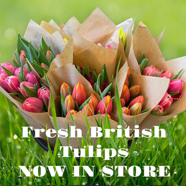 FARM SHOP Tulip 6 bunches x 8 Stems