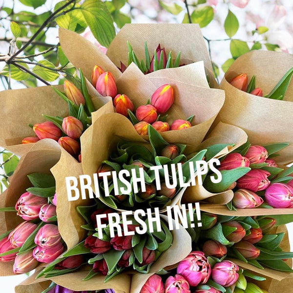 FARM SHOP Tulip 6 bunches x 8 Stems