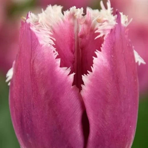 buy tulips wholesale online