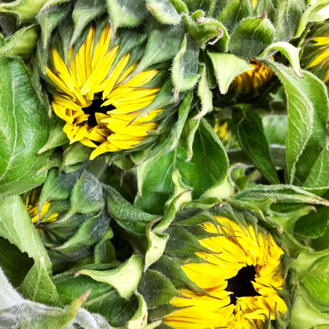 British Sunflowers **MEGA DEAL** 150 stems