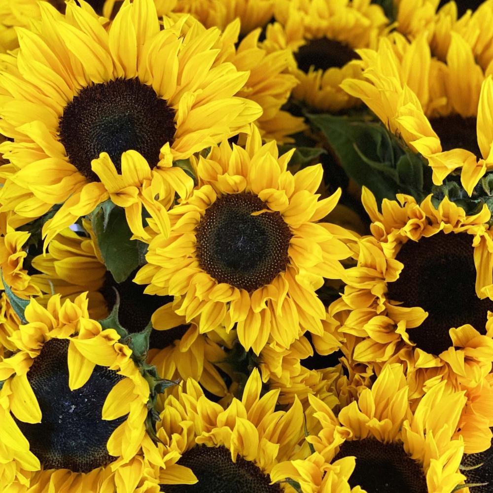 British Sunflowers **MEGA DEAL** 150 stems (38p) – British Flowers ...