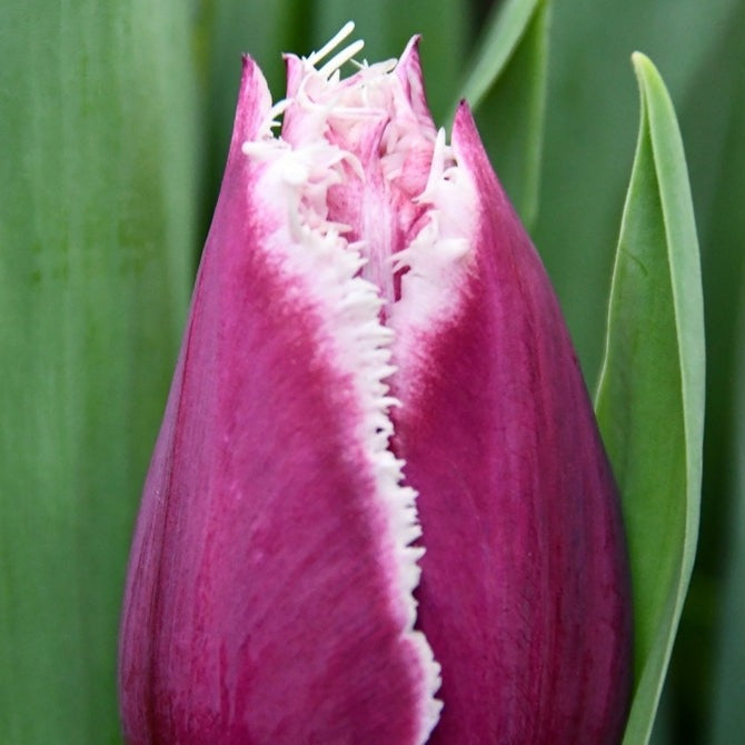 purple tulip white frills 