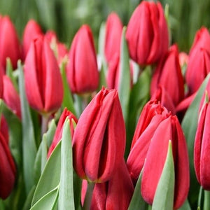 Tulip - Red First Star - Bundle of 50 stems