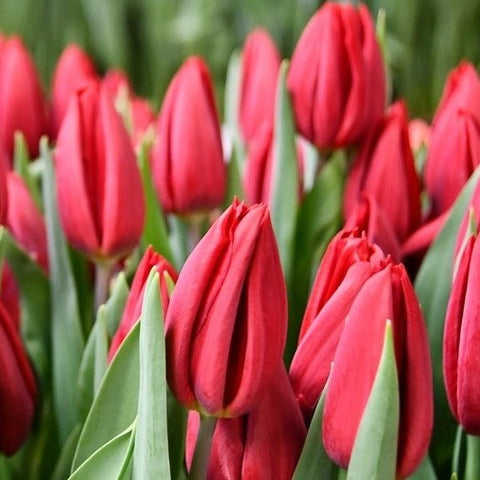 Tulip - Red First Star - Bundle of 50 stems