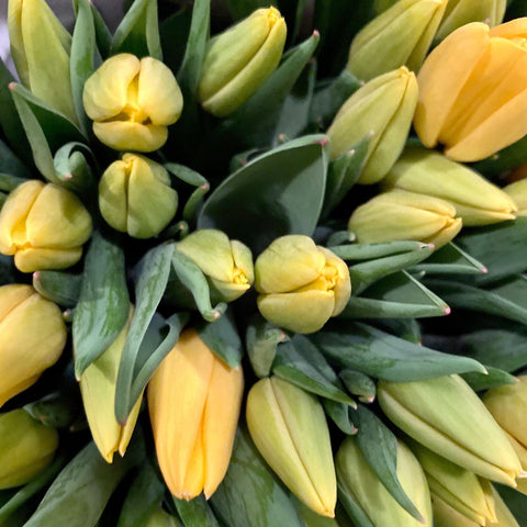 Tulip - ON THE BULB - Strong Gold OTB Tulip - 10 Bulbs