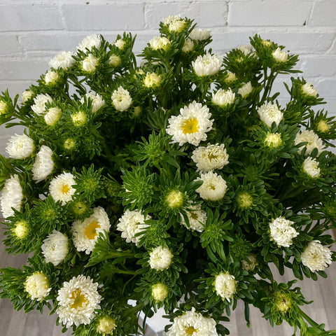 Aster **Box Offer** 15 Bunches WHITE per box WEDDING SPECIAL