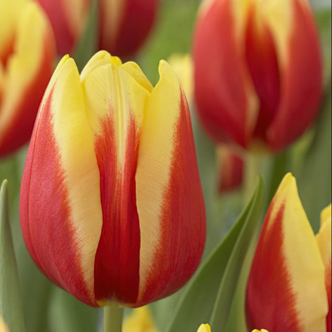 Tulip - Jan Signette Bi-Orange/Yellow -50 stems