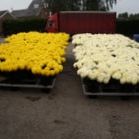 Chrysanthemum Blooms - Misty Cream*BOX OFFER 30*