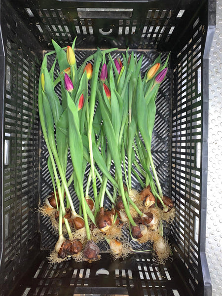 Tulip - ON THE BULB - Columbus OTB Tulip - 10 Bulbs