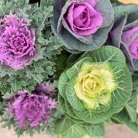 Brassica (Indoor Grown) Growers Choice Bunch of 10