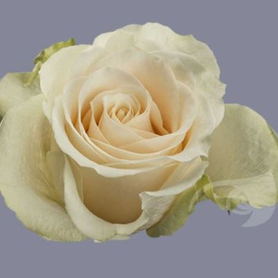 IMPORT ROSE - Large Headed Cream Vendela 50cm 25 stems