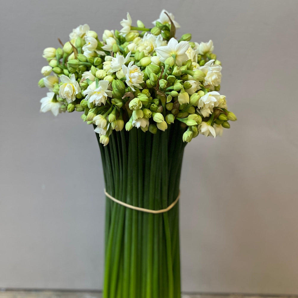 white narcissi online 