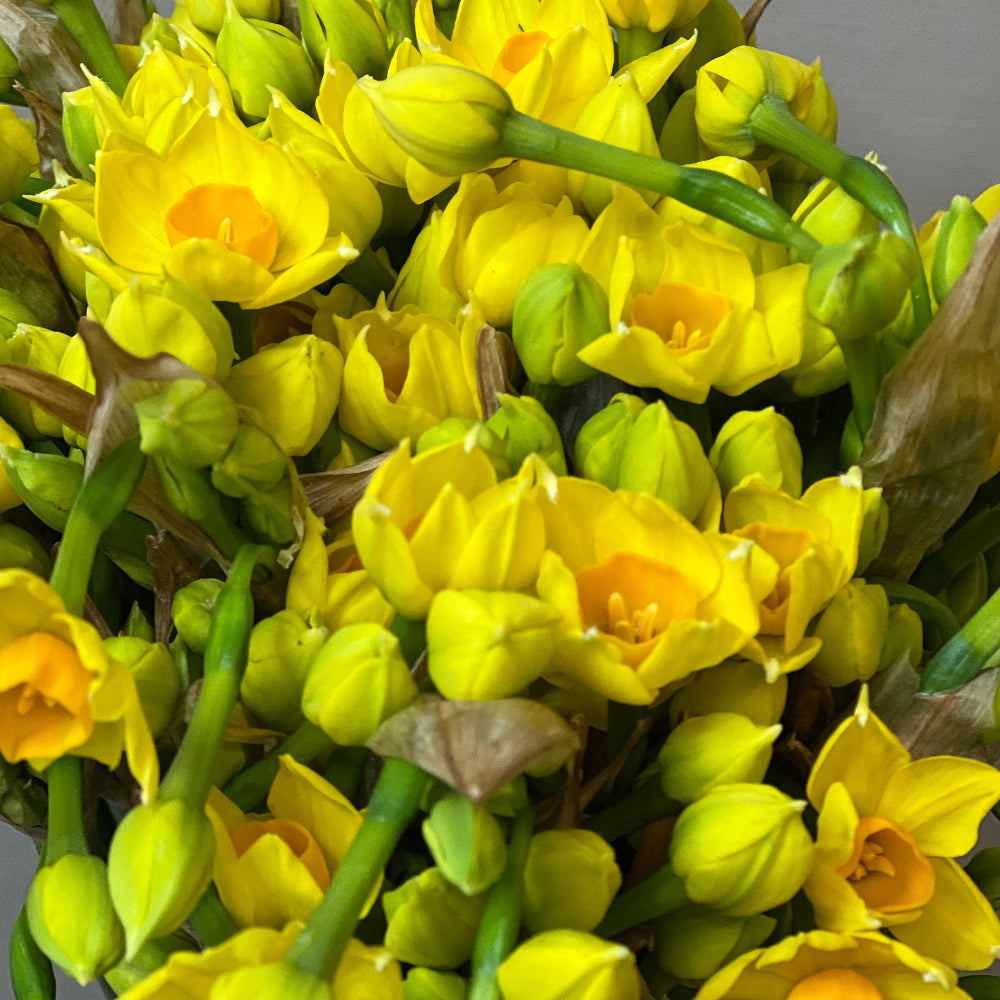 Narcissi - Isles of Scilly - Sol D'Or Bundle of 50 – British Flowers ...