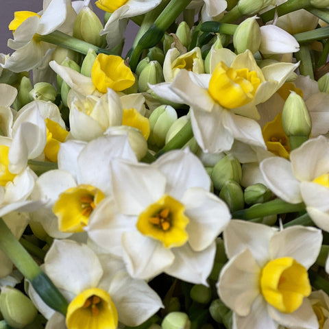 daffodils for sale 