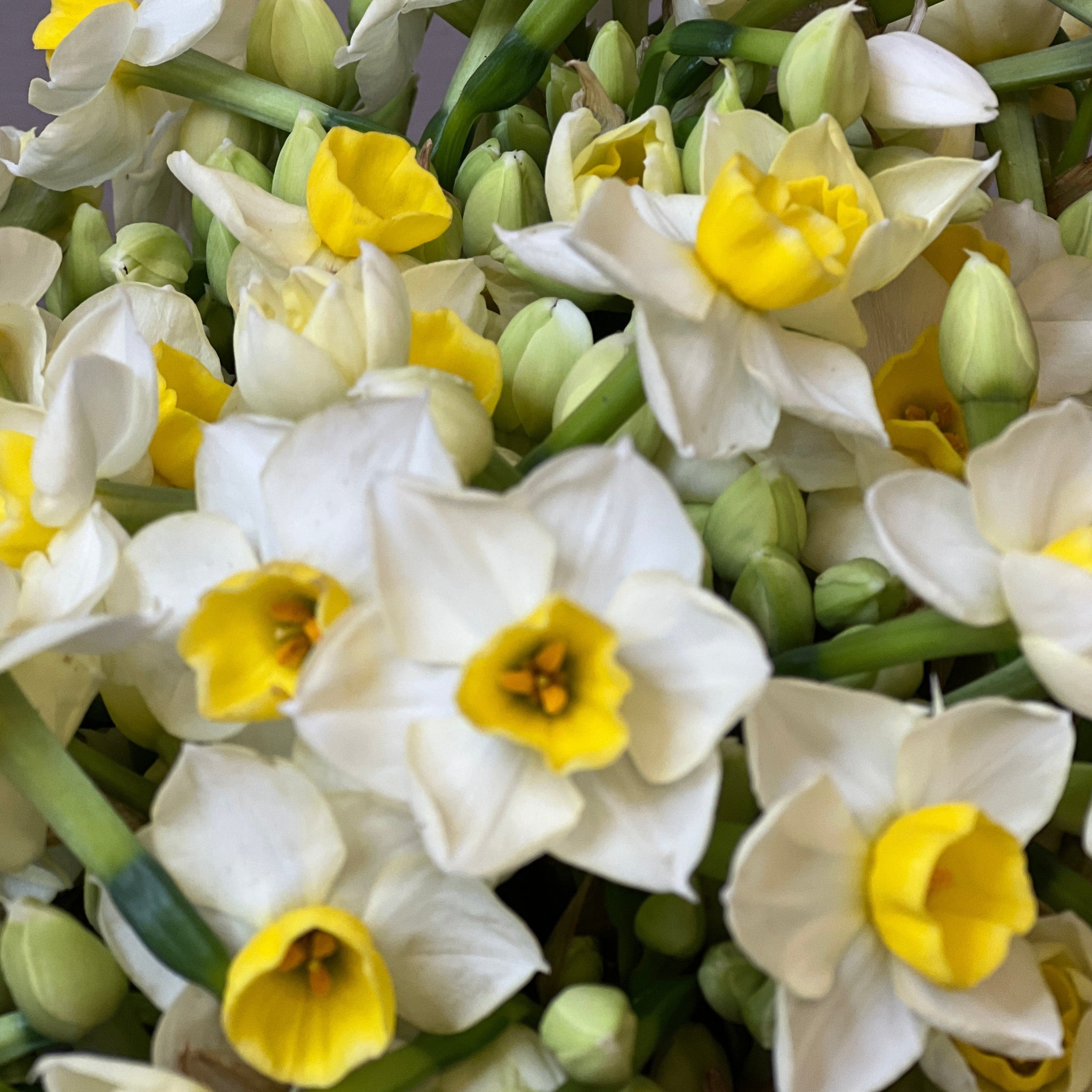 Narcissi Grand Primo - Bundle of 50 stems