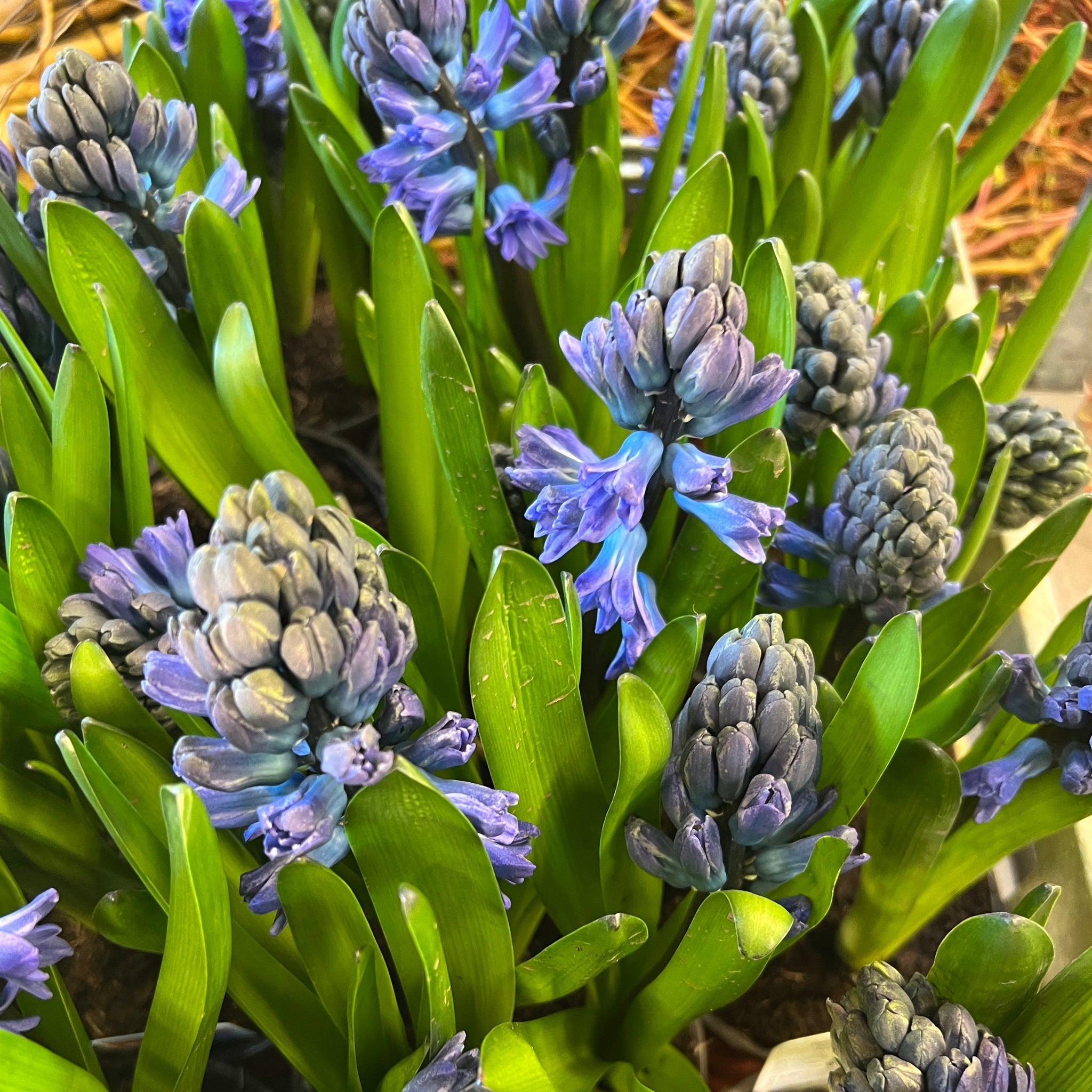 Hyacinth - POTTED - Blue