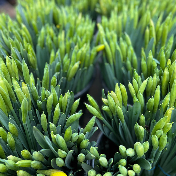 uk grown daffodils