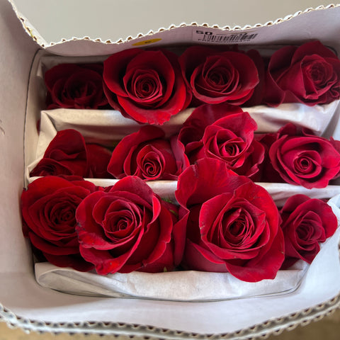 IMPORT Roses - Large Head Freedom 60cm 25 stems