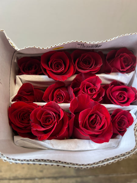 IMPORT Roses - Large Head Freedom 60cm 25 stems