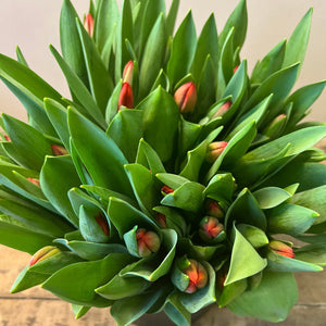 perfect orange tulips