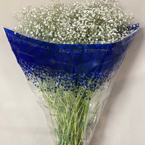 Gypsophila - White **Box Offer** 4 x Bundles