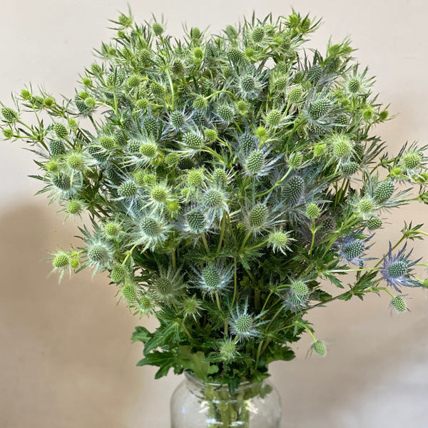 Eryngium Blue Lagoon Standard 10 Stems