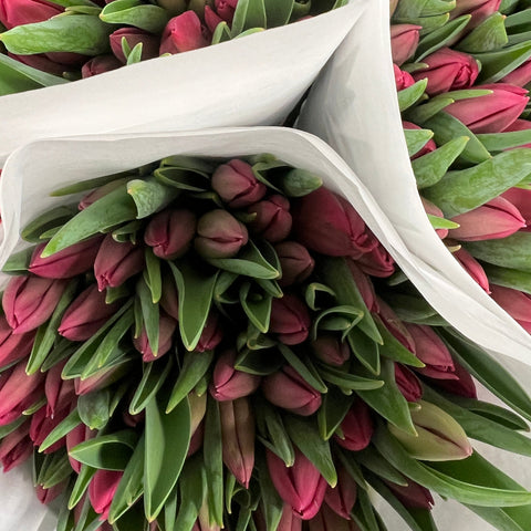 wholesale pink tulips