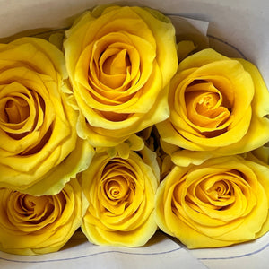 IMPORT - ROSE large headed Yellow 60cm 10 stems