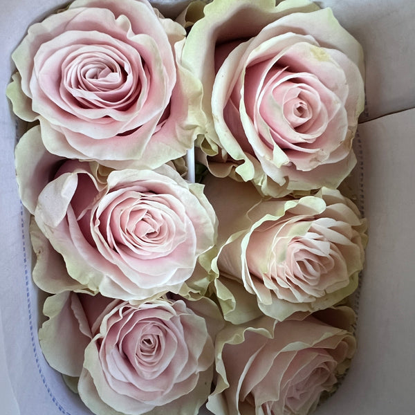 IMPORT ROSE Large headed Pink Mondial 50cm 25 stems