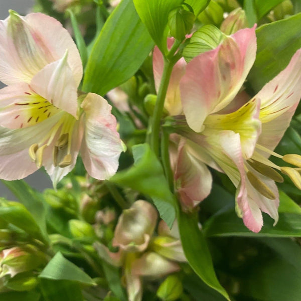 Alstroemeria Cornish Stem Grade 10 Stems - Light Pink