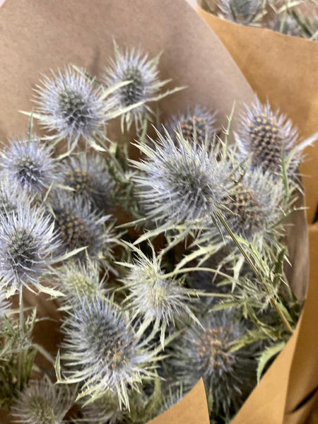 sustainable eryngium UK sale