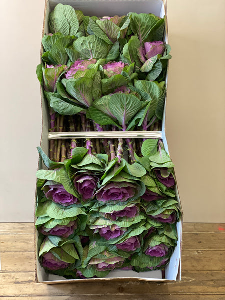 Brassica (Indoor Grown) Purple Crane **Box Offer** 60 stems