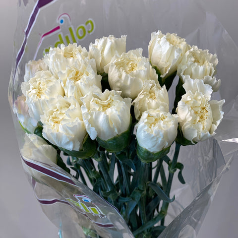 IMPORT - Standard Carnation - White 25 stems