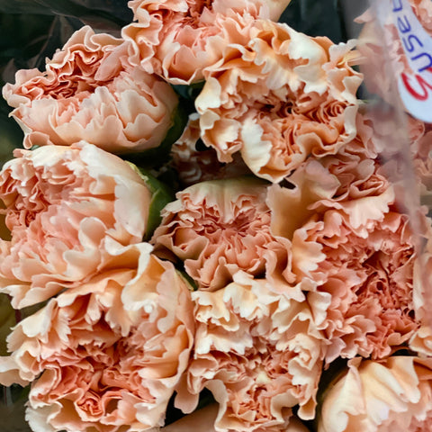 IMPORT - Standard Carnation - Peach 25 stems