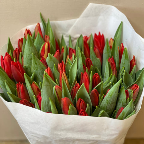 Tulip - Red Seadov 10 stems