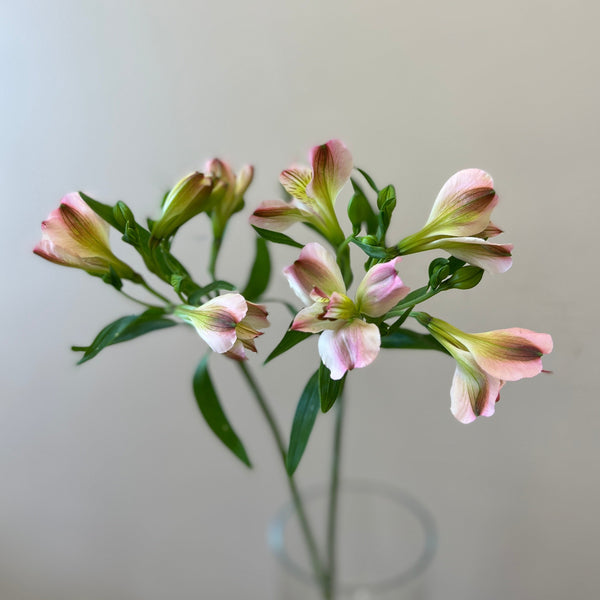 Alstroemeria Cornish Stem Grade 10 Stems - Light Pink