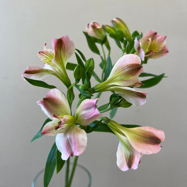 Alstroemeria Cornish Stem Grade 10 Stems - Light Pink