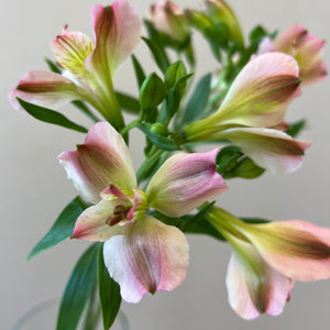 Alstroemeria Cornish Stem Grade 10 Stems - Light Pink