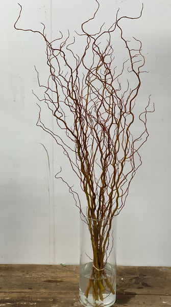 Willow - Wobbly 80cm *BOX OFFER* 100 stems